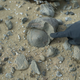 Shark vertebra. Image: Dr. Steve Salisbury/ The University of Queensland